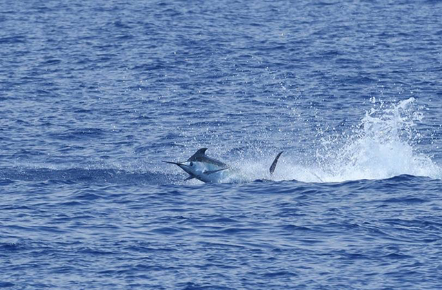 ANGLER: charter client SPECIES: Blue Marlin WEIGHT: Est 250lb LURE: JB Lures Big Dingo.